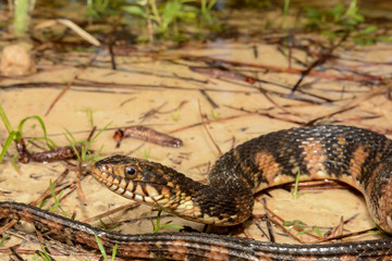 Banded Water Snake