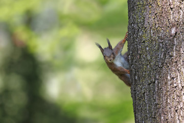 European red squirrel peeking from the side of a tree
