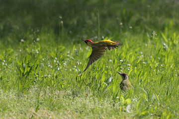 Two green woodpeckers in tall grass, one in flight