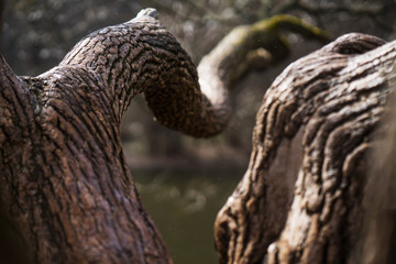 large curved tree branches