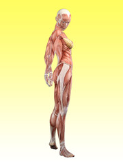 Muscle female anatomy looking over shoulder 3D Illustration