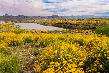 Alamo State Park, Arizona. On a morning hike in mid-March, a profusion of of wildflowers was seen...