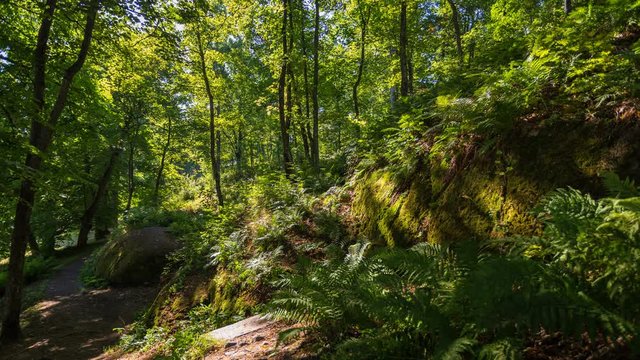 Timelapse of tall green trees, ferns and stones covered with moss, Northern nature, national historical architectural and natural museum reserve the Monrepos Park, Vyborg, Russia.