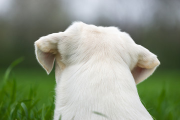 Labrador retriever hund von hinten auf einer grünen Wiese - abstrakter hintergrund