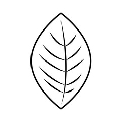 leaf plant decorative isolated icon vector illustration design