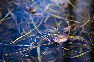 Frog swims in pond closeup