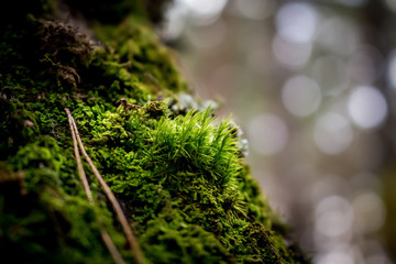 Green moss grow on old wood trunk in humid climate close up.