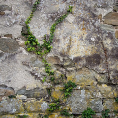 Old stone wall with ivy.