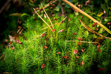Flowering moss in humid forest close up.