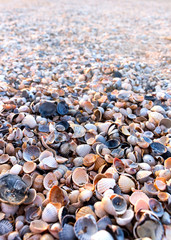 Sea shells beach at summer sunset.