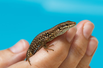 Wall Lizard in woman's hand with blue soft blackground