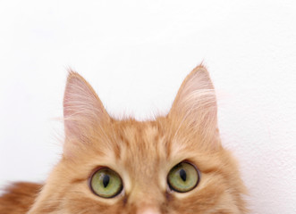 Cute cat on light background, closeup