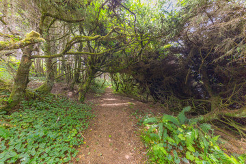 The fairy green forest. A path in the redwood forest. Redwood national and state parks. California, USA