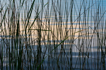 Lake Reeds - Powered by Adobe