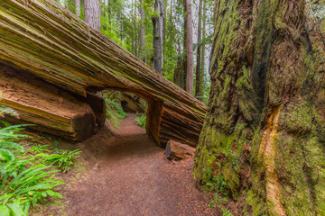 A passage in a huge log of sequoia. Amazing green forest of sequoia. Redwood national and state parks. California, USA