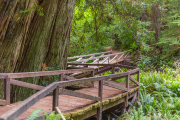 Wooden bridge in the fairy green forest. Large trees were overgrown with moss and fern. Redwood national and state parks. California, USA