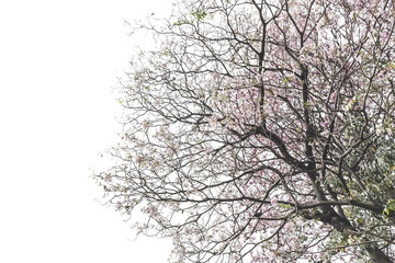 Fototapeta na wymiar Pink trumpet tree branch silhouette photography , white background