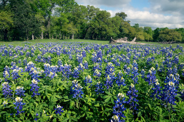 Spring landscape with a flowering meadow, a flower of Texas - bluebonnet (blue lupine)