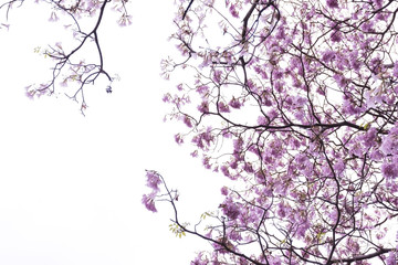 Obraz na płótnie Canvas Pink trumpet tree branch silhouette photography , white background
