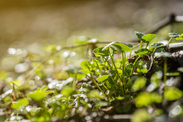 forest grass close up on the Sun