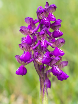Fototapeta Wild orchid. Detail. Anacamptis morio, the green-winged orchid or green-veined orchid.