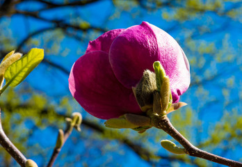 Purple beautiful magnolia in spring 