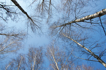 birches without leaves
