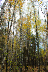 Birch forest