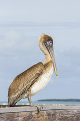 PELICAN BIRD