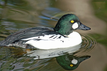 Fototapeta premium Common Goldeneye