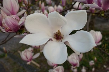 Magnolia 