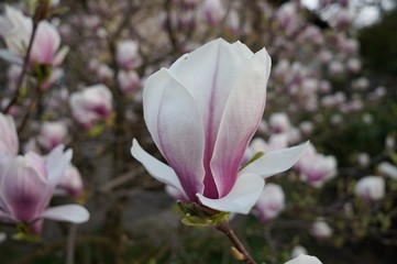 Magnolia 