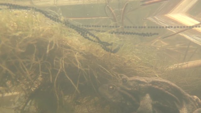 European toad - Bufo bufo - in springtime