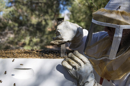 Close-up of female beekeeper working on beehive