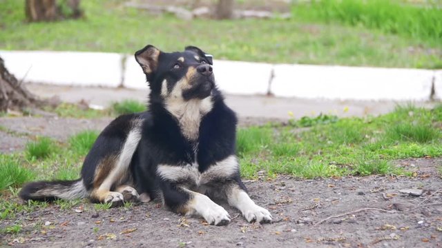 Homeless Dog on the Street in the City. Slow Motion in 96 fps. The dog has no owners and a roof over the head. Street dog or homeless dog on the field. Full HD 1920 x 1080p, 29,97 fps.