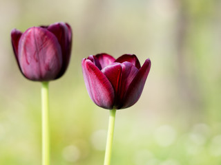 Deep red, black tulips, outdoors, narrow depth of field.