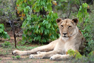 Lioness Resting
