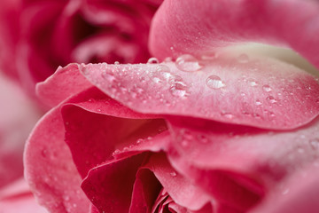 Macro photo of a pink rose with water drop. Symbol of love