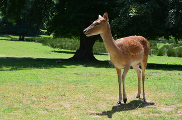 Rehe in der Natur