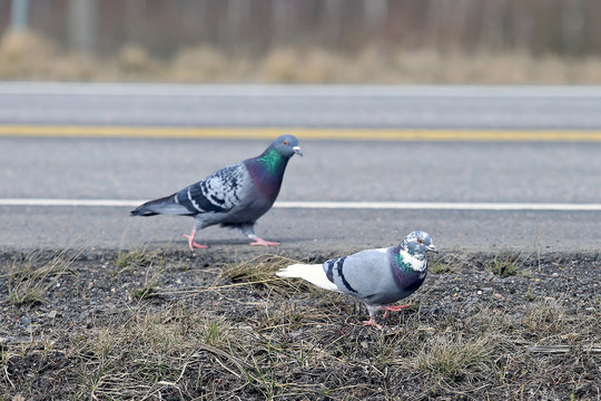 Pair of Pigeons by Road, shallow dof