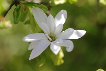 Obraz na płótnie Canvas Magnolia stellata ou Magnola étoilé