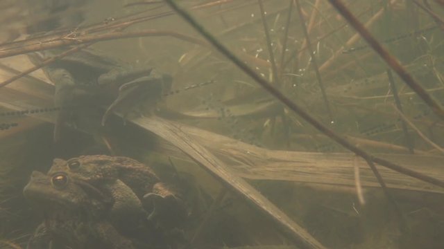European toad - Bufo bufo - in springtime