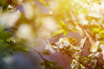 close up on Honey Bee on the tree flower