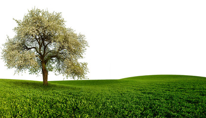 Fototapeta na wymiar Landscape with tree
