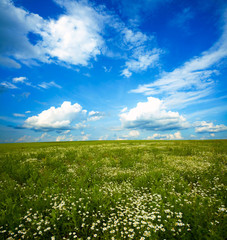 Fototapeta na wymiar Green meadow under blue sky