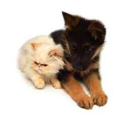 Yellow kitten of a Persian cat and a puppy of a German shepherd is isolated on a white background