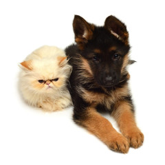 Yellow kitten of a Persian cat and a puppy of a German shepherd is isolated on a white background