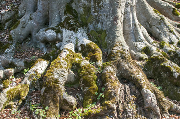Stem with huge roots of large old beechwood in springtime forest