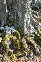 Stem with huge roots of large old beechwood in springtime forest
