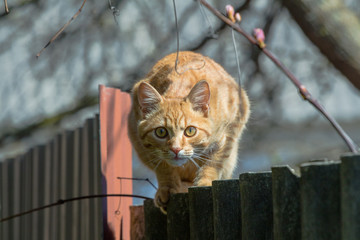 Ginger cat on the fence